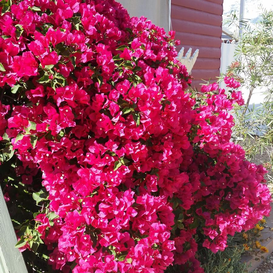 Sonja'S Bed And Breakfast Lightning Ridge Luaran gambar